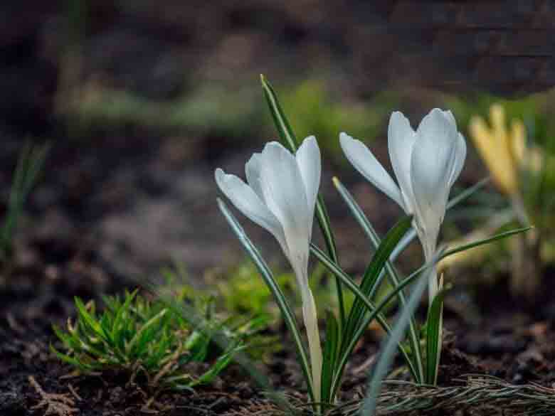 گل ارمنی شماره 1 گل های برفی | Snowdrops